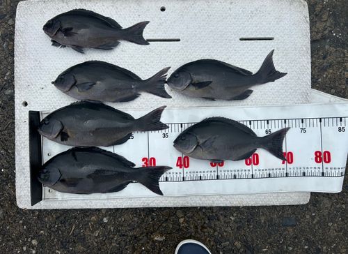 オナガグレの釣果