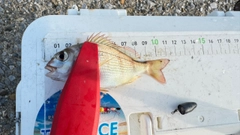 チャリコの釣果