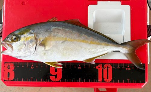 ショゴの釣果