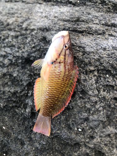 ベラの釣果