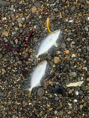 シオの釣果