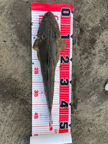 マゴチの釣果