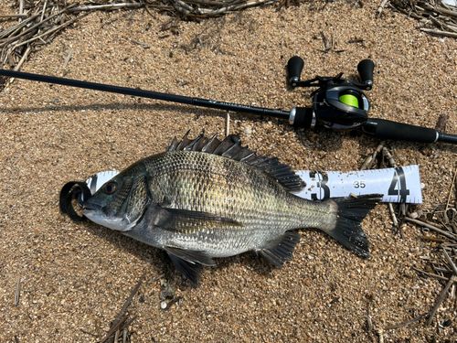 チヌの釣果