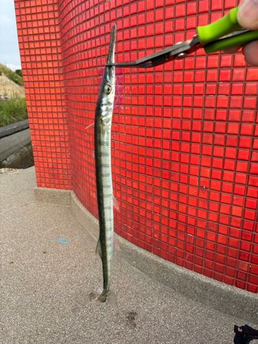 ダツの釣果