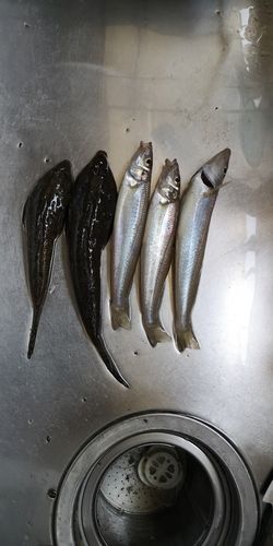 コチ
