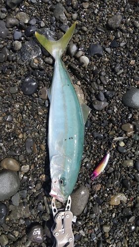 ワカナゴの釣果