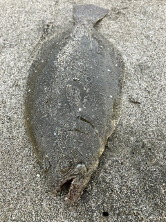 ソゲの釣果