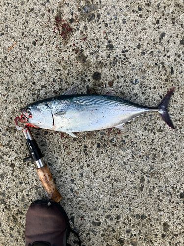 スマガツオの釣果