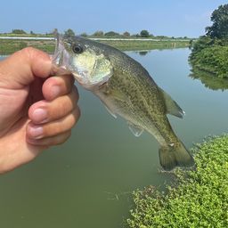 ブラックバス