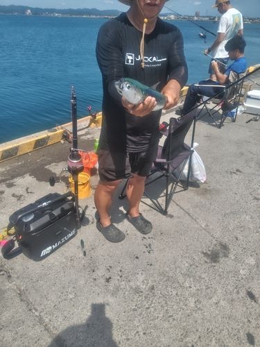 マルソウダの釣果