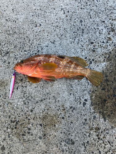 キジハタの釣果