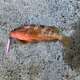 キジハタ