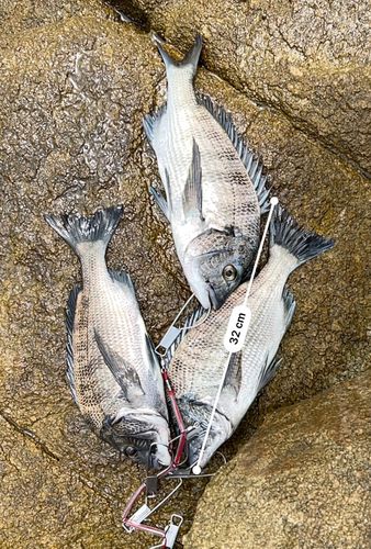 チヌの釣果