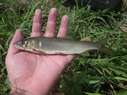 アユの釣果