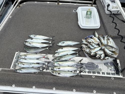 サゴシの釣果
