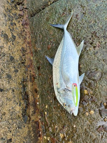 オニヒラアジの釣果