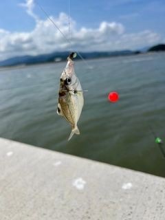 ヒイラギの釣果