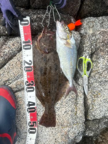 ヒラメの釣果