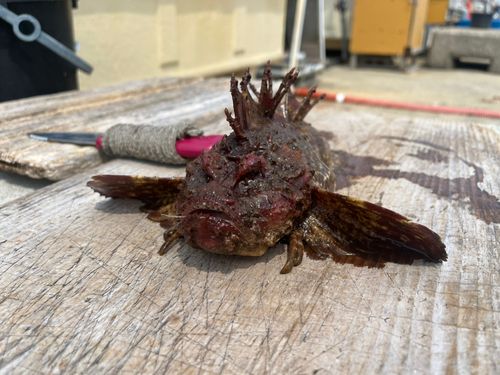 オニオコゼの釣果