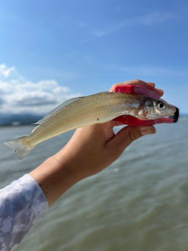 シロギスの釣果