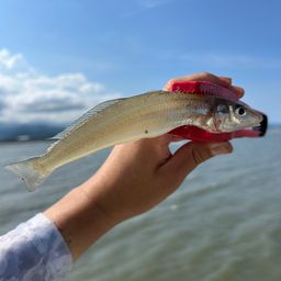 シロギス