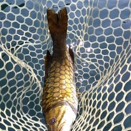 スモールマウスバス