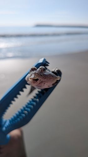 メゴチの釣果