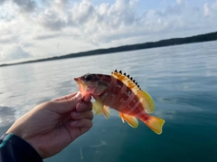 アカハタの釣果