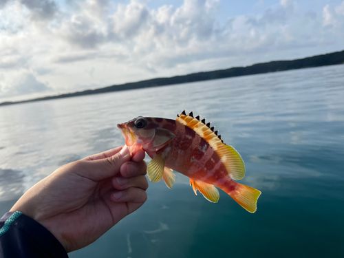 アカハタの釣果