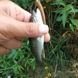 スモールマウスバス