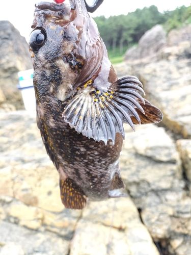 オウゴンムラソイの釣果