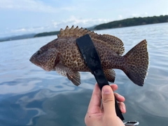 オオモンハタの釣果