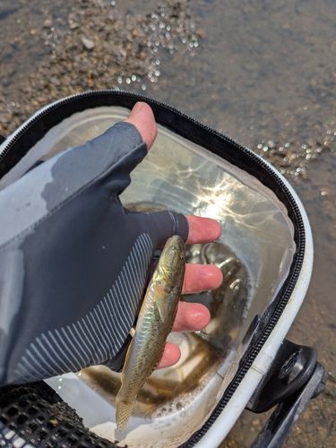 ハゼの釣果
