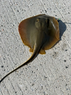 アカエイの釣果