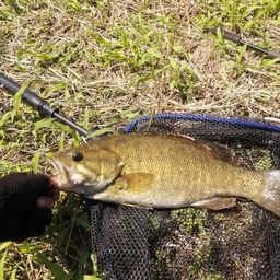 スモールマウスバス