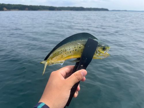 シイラの釣果