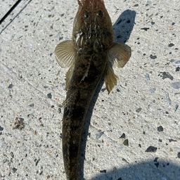 マゴチ