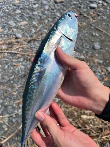 ソウダガツオの釣果