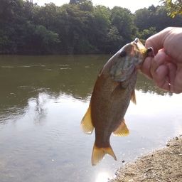 スモールマウスバス