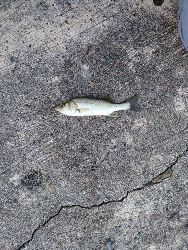 セイゴ（タイリクスズキ）の釣果