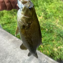 スモールマウスバス