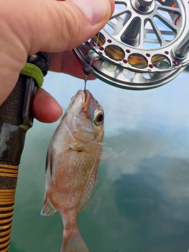チャリコの釣果