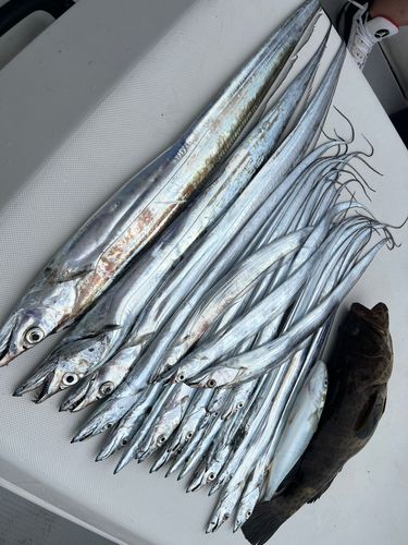 タチウオの釣果