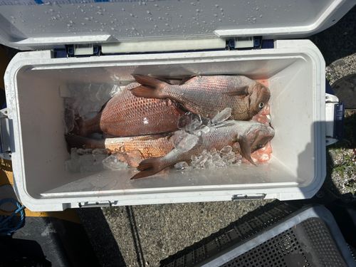 マダイの釣果