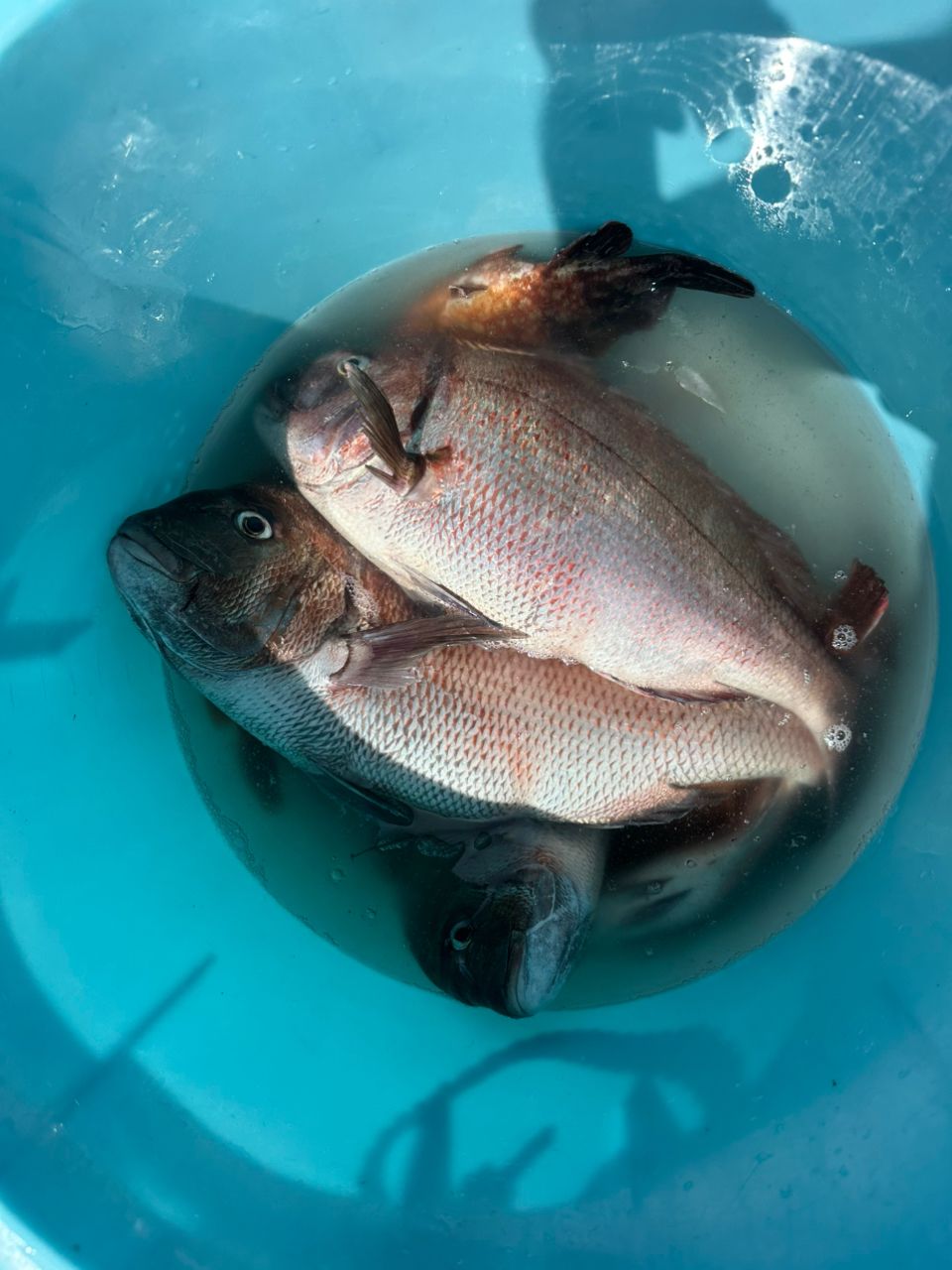 一休丸@城ヶ島さんの釣果 2枚目の画像