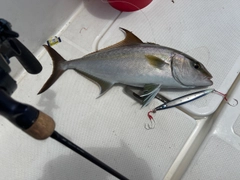 ヒレナガカンパチの釣果