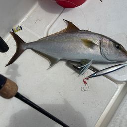 ヒレナガカンパチ