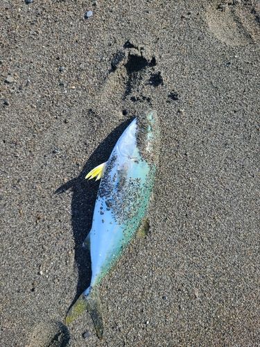ショゴの釣果