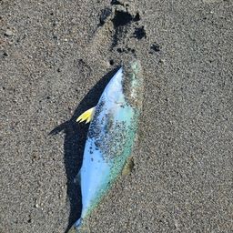 ショゴ