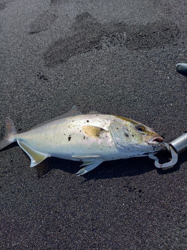 ショゴの釣果